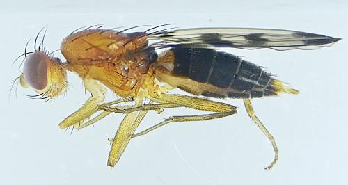 Réf. 328 290 : Geomyza tripunctata